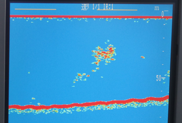 魚影の観察