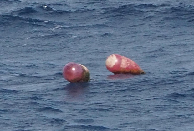 漂流物