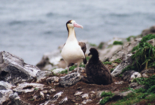 アホウドリ　成鳥とヒナ（南小島）