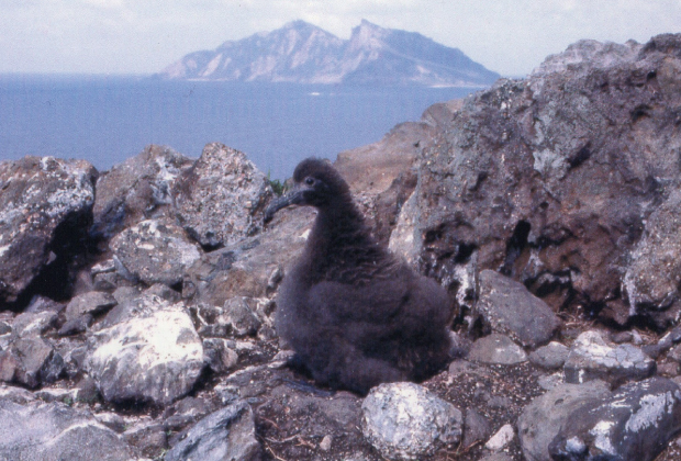 アホウドリ　ヒナ（北小島）