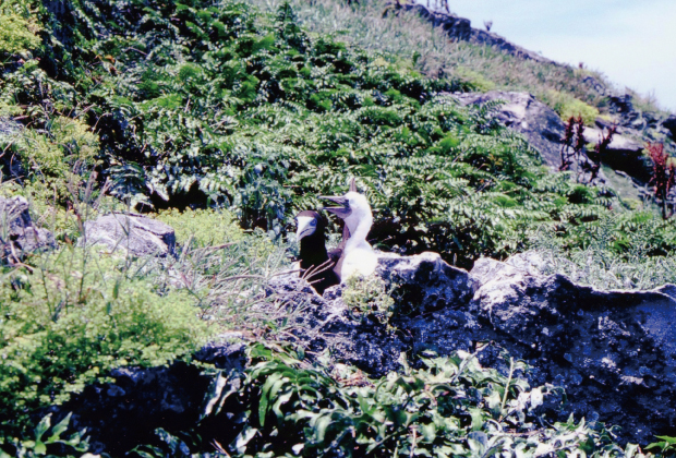 カツオドリ　営巣地（南小島）