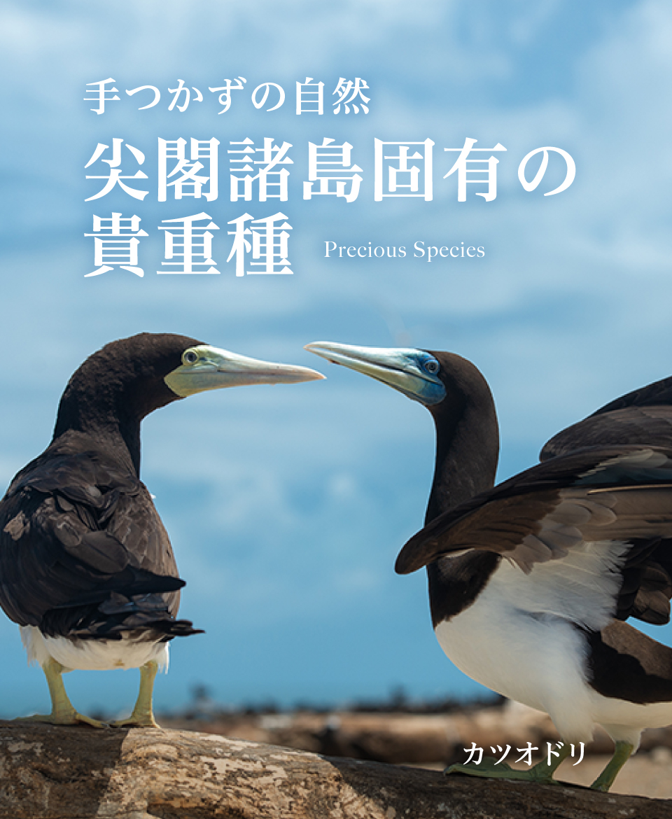石垣市尖閣諸島デジタル資料館 -