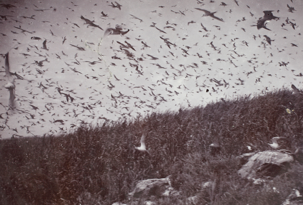 Seabirds fill the skies above Kita-kojima Island  