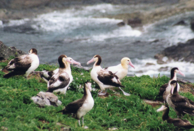 Diomedea albutrus. Adult birds (Minamikojima Island)