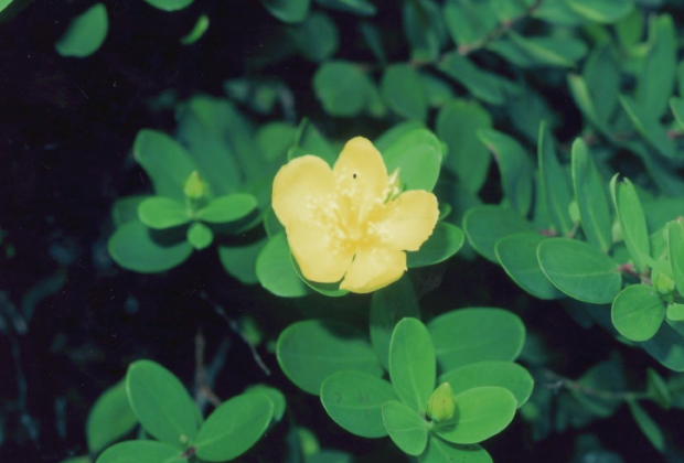 Hypericum senkakuinsulare