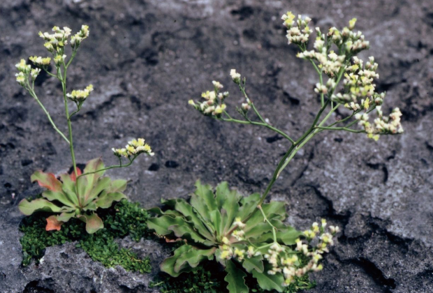 Limonium senkakuense