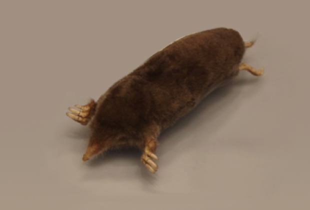 Mogera uchidai
