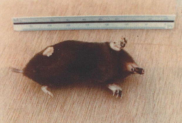 Mogera uchidai