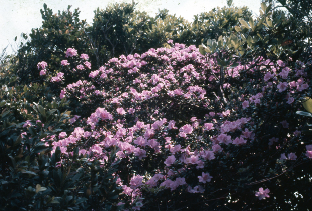 Rhododendron simsiivar. tawadae