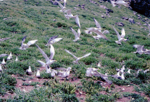 Sterna fuscata nubilosa. Nesting site (Kitakojima Island)