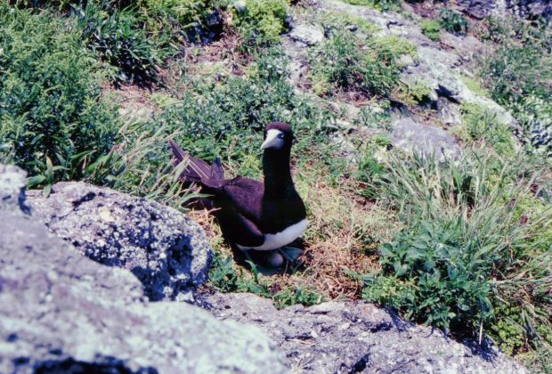 Brown booby brooding over its eggs (Minamikojima Island)