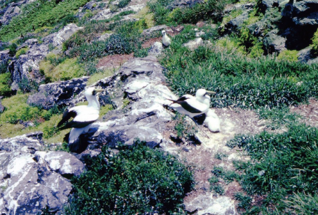 Brown booby chicks(Minamikojima Island)