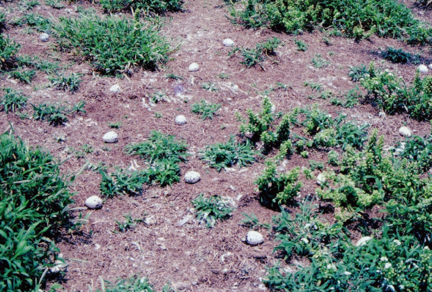 Greater crested tern eggs (Kitakojima Island)