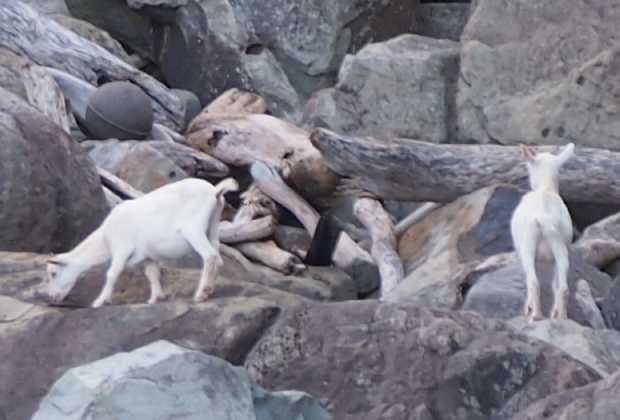 An adult goat and kid walking over the rocky areas on the eastern side of the island.