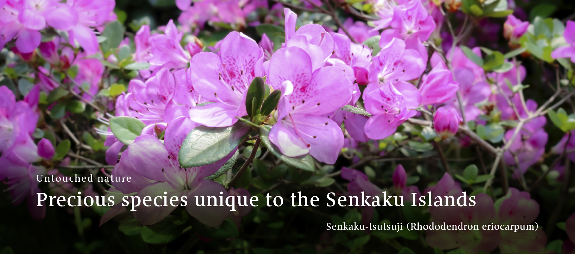 Senkaku-tsutsuji (Rhododendron eriocarpum)